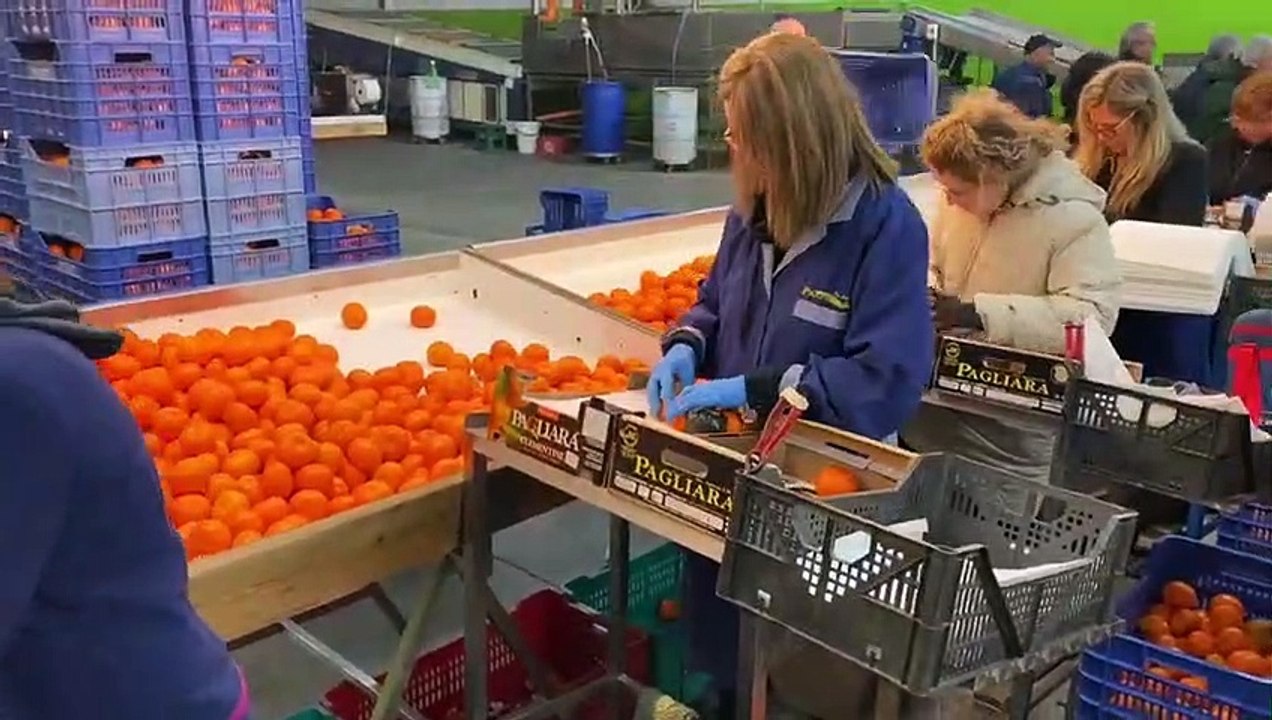 Emiliano - Un giro nella cosiddetta conca d'oro, nel Tarantino (07.02.20)