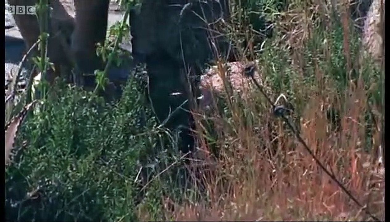 Dangers in the Wild | Lions: Spy in the Den