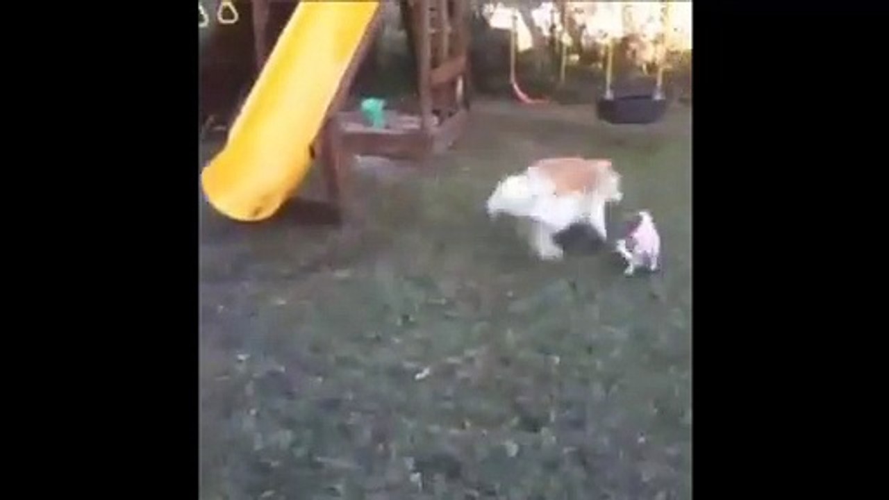 Kids Play With Their Dogs And One Kid Trips Over A Dog