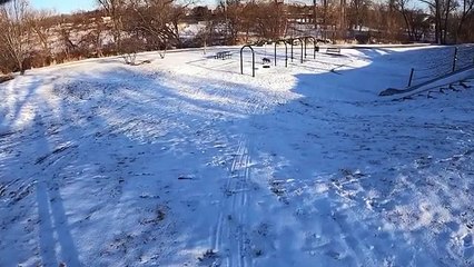 Un chien fait de la luge tout seul