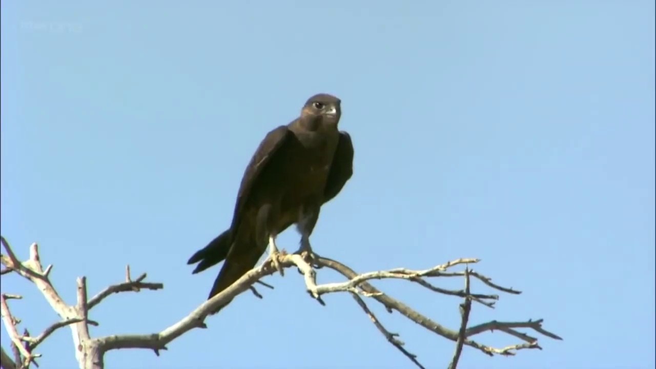 Budgerigars - Earthflight