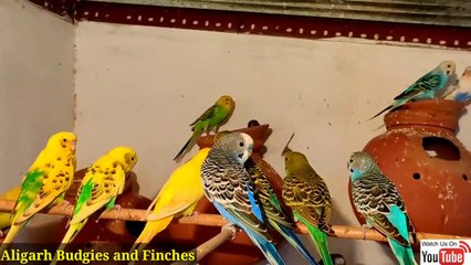 Budgies Parrots ko Sardi se bachaane ka tareeka