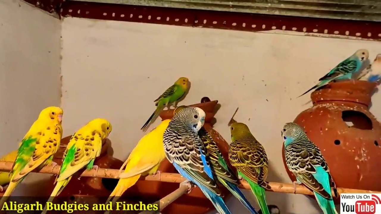 Budgies Parrots ko Sardi se bachaane ka tareeka