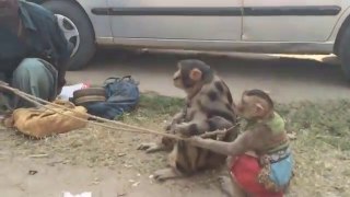 monkey dance mood on