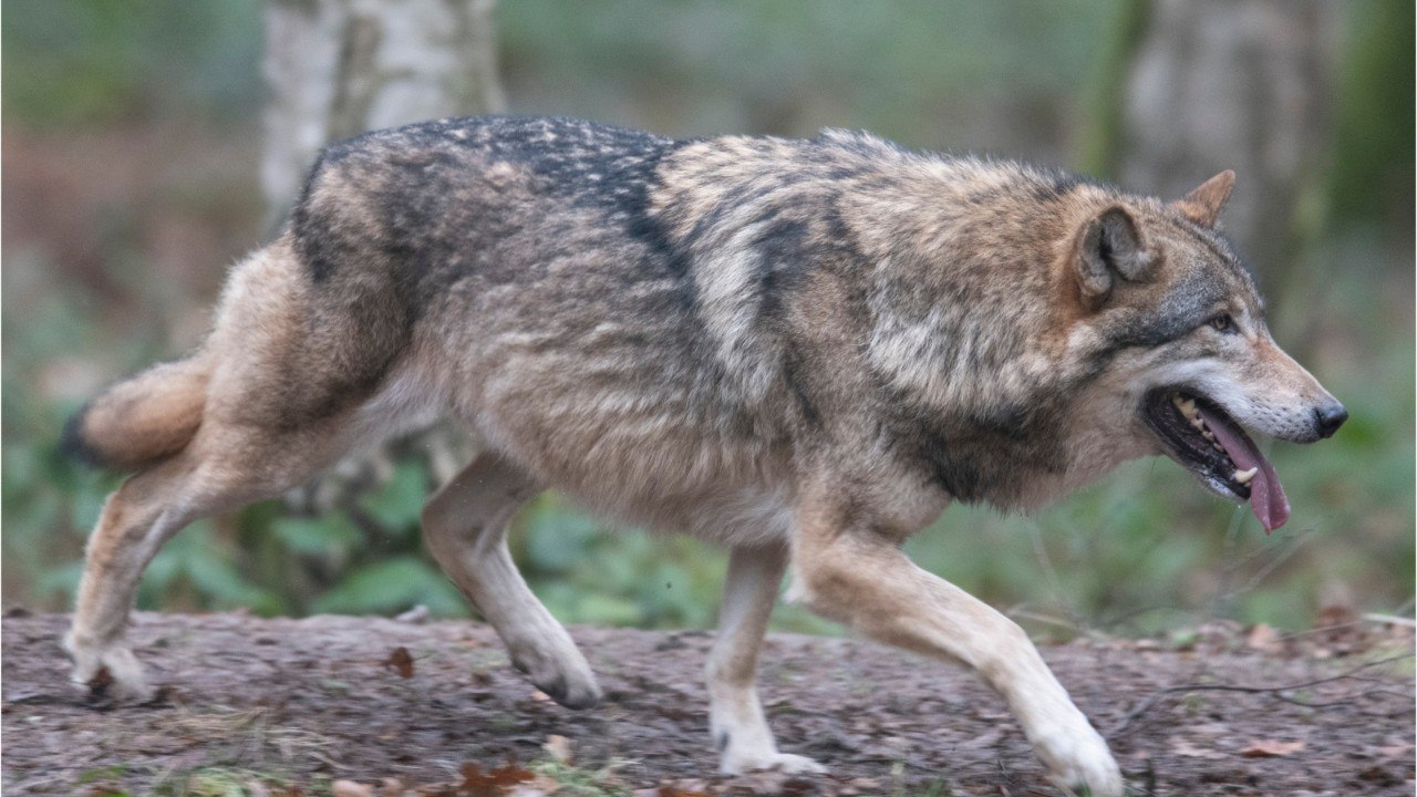 Gray Wolf Travels 8,712 Miles, Seeking New Pack, Dies in California