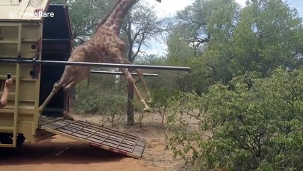 Cette girafe n'a pas maitrisé sa sortie du camion