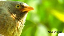 Jungle babbler (Turdoides striata) bird close up Hd Video