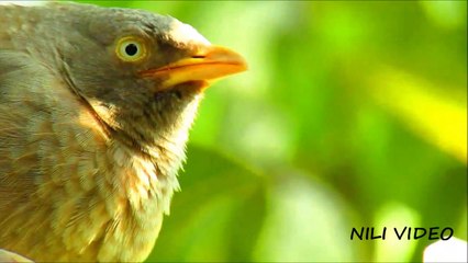 Jungle babbler (Turdoides striata) bird close up Hd Video