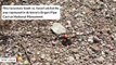Wasp Paralyzes Tarantula And Carries It To Nest For Feast