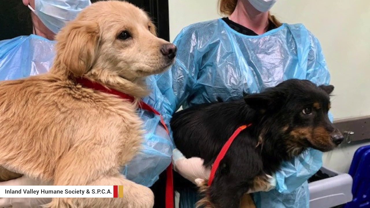 Dogs Rescued From Home Ate Tree Branches To Stay Alive video Dailymotion