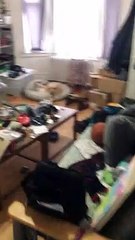 Dog's Excitement Bothers Cat