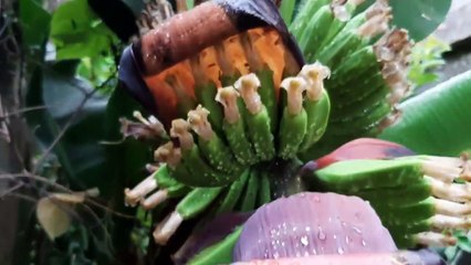 Como fazer a bananeira produzir mais rapido