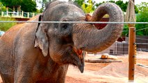 Meet the 3 Asian Elephants at Phoenix Zoo