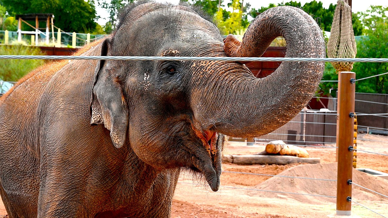 Meet the 3 Asian Elephants at Phoenix Zoo