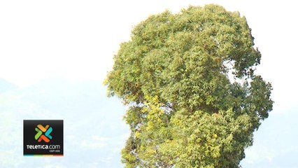 tn7-entrada-patron-ventoso-080220