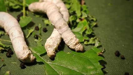 Angkor Silkworm Artisan & Factory, ThaiCambodia Part 16, Siem Reap, 15 Jan 2020