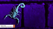Stuff Of Nightmares: This Scorpion Glows Under UV Light