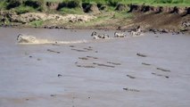 zebras crossing in crocodile infested Mara river