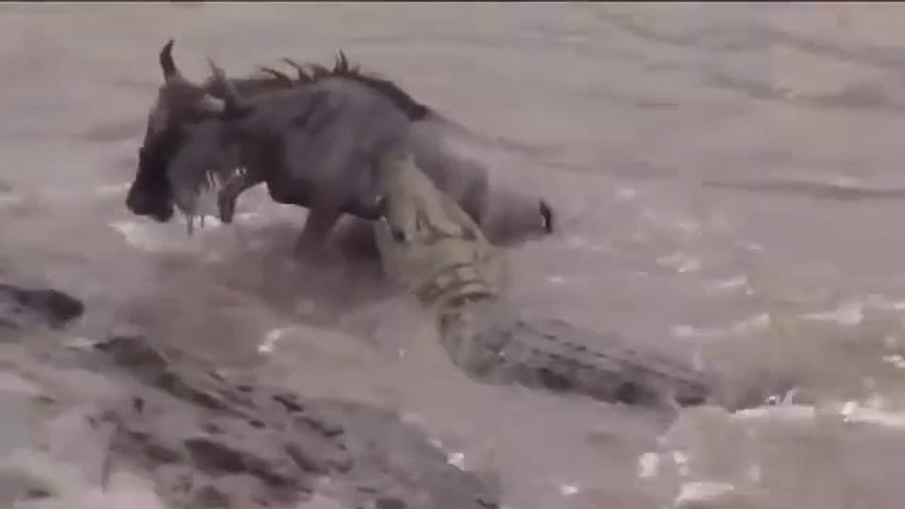 Wildebeest Mara River Crossing The Great Migration|Crocodile Attacks Wildebeest Crossing Mara River