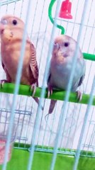 Two magical sparrows ?