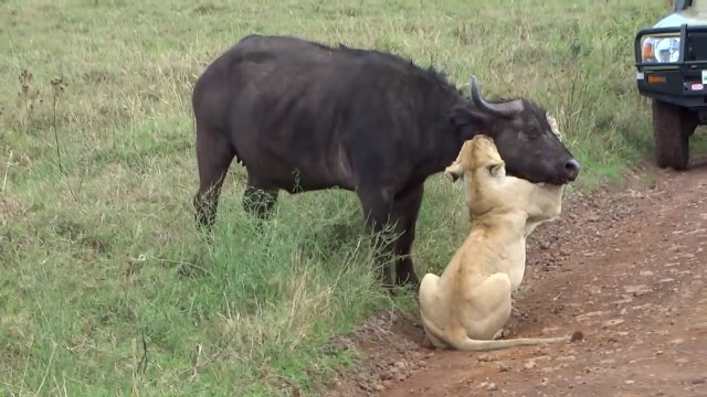 Lion killing Cape Buffalo Lions Attack On Herd Of Buffaloes And Wildebeest In Masai Mara River And Kruger National Park Africa