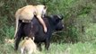 Lion killing Cape buffalo Part 2|Lions Attack On Herd Of Buffaloes And Wildebeest In Masai Mara River And Kruger National Park Africa