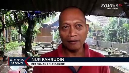 Lele Barbie Hasil Budidaya Peternak Jepara