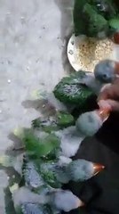 raw parrot babies