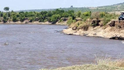 Masai Mara River Crossing Migration 2020