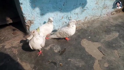 Kabooter ka palan kaise kare