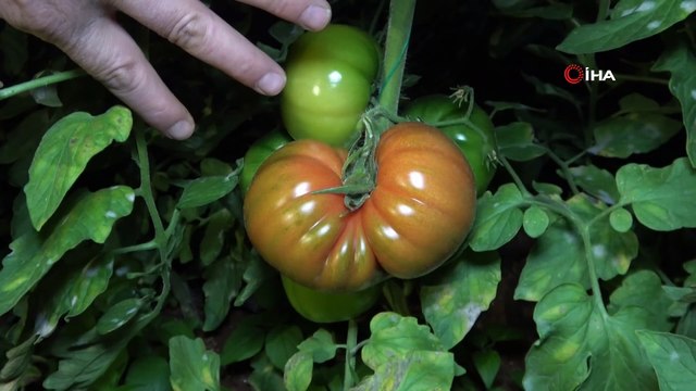 Mersin'de çiftçilerin sazlı türkülü zirai don nöbeti