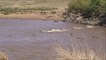 Crocodiles taking a Zebra in the Mara River|Masai Mara River Crossing Migration 2013