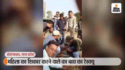 महिला का शिकार करने वाले का बाघ का रेस्क्यू