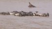 Crocodile takes down wildebeest at Mara RiverCrossing|Crocodiles taking a Zebra in the Mara River|Masai Mara River Crossing Migration 2020
