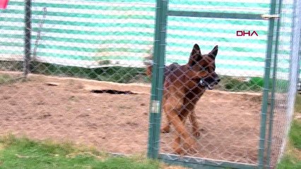 Antalya k9 köpeklerine, özel eğitim