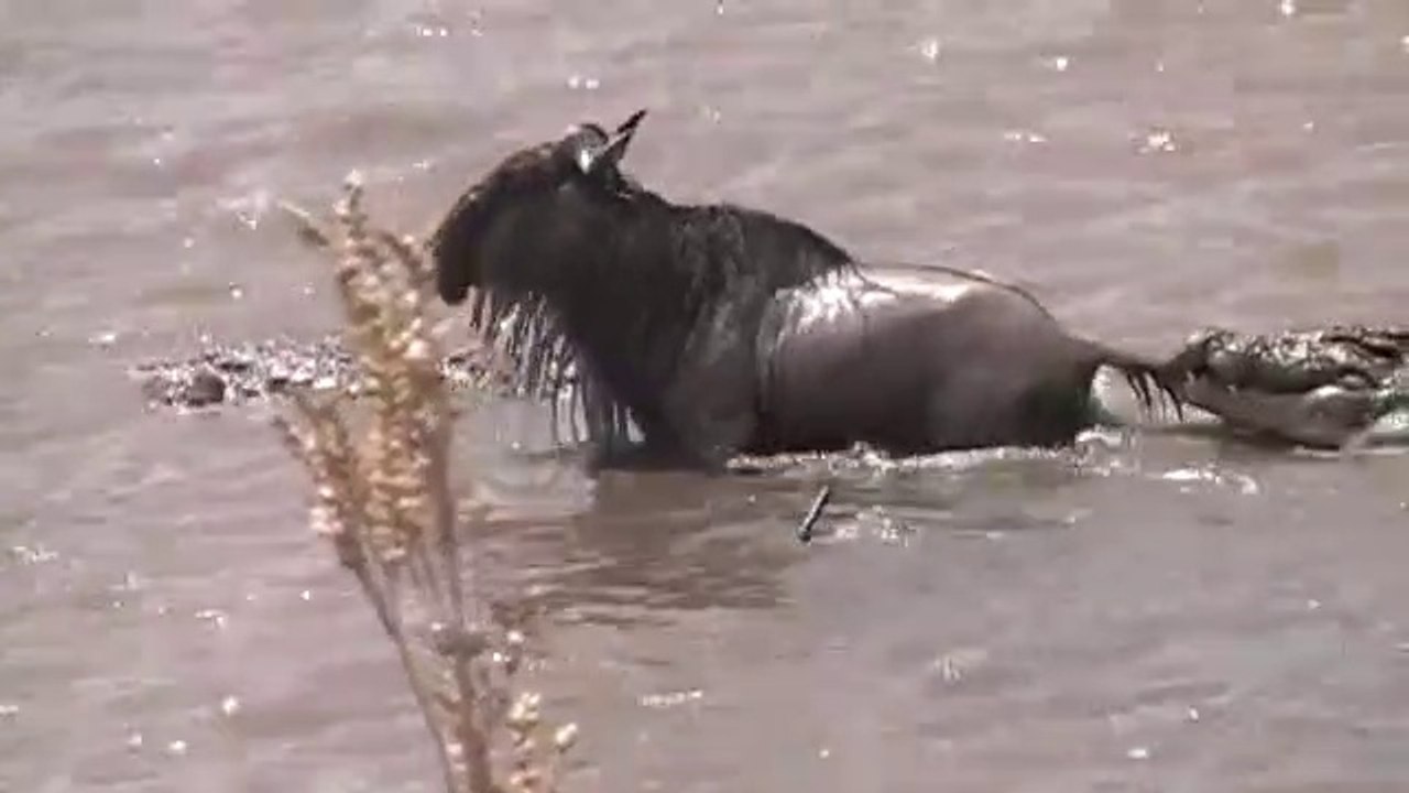 Migration in Masai Mara|Crocodile takes down wildebeest at Mara RiverCrossing|Crocodiles taking a Zebra in the Mara River|Masai Mara River Crossing Migration 2020