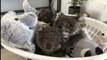 KOALA RESCUE: Volunteer wildlife rescue Kangaroo island