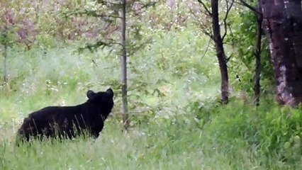 Skunk Sprays Inquisitive Bear