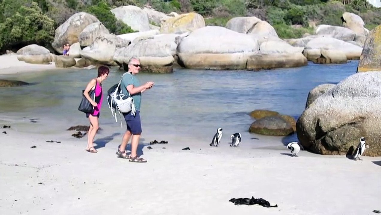 Pinguine in Südafrika durch Touristen bedroht