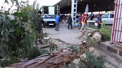 Şiddetli rüzgar ağacı kökünden söktü