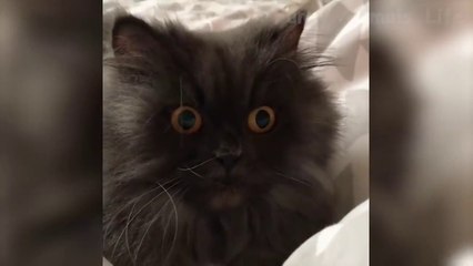  Funniest  Dogs and  Cats - Awesome Funny Pet Animals' Life Videos 