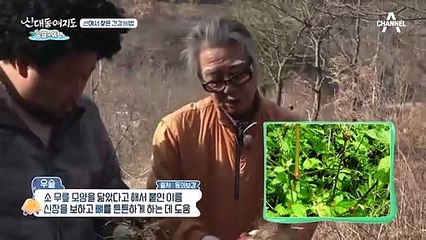 (꿀팁) *우슬 뿌리*가 산에서 찾은 건강 비법이다?!