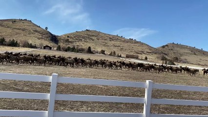 Elks Cross at Elk Crossing