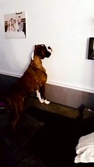 Boxer Dog Tries to Catch Shadows