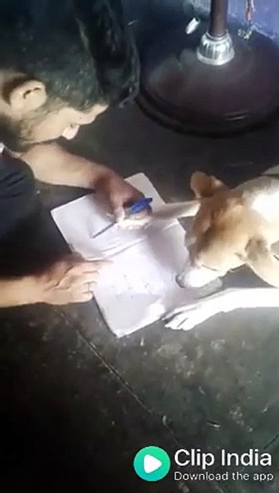 Viral Funny dog studying video for whatsapp_ Facebook