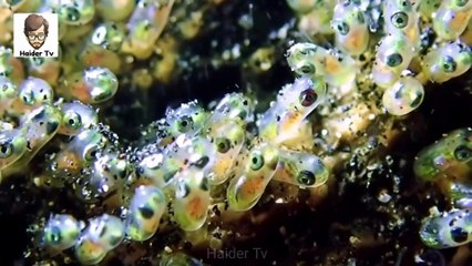 9 Most Invisible Animals In The World  وہ جانور جن کو دیکھ پانا لگ بھگ ناممکن ہے  Haider Tv