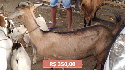 FEIRA DE BODE E GALINHAS DE CARUARU PE