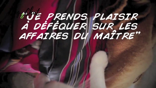 CE QUE FAIT MON CHAT EN MON ABSENCE - DOG&CHAT