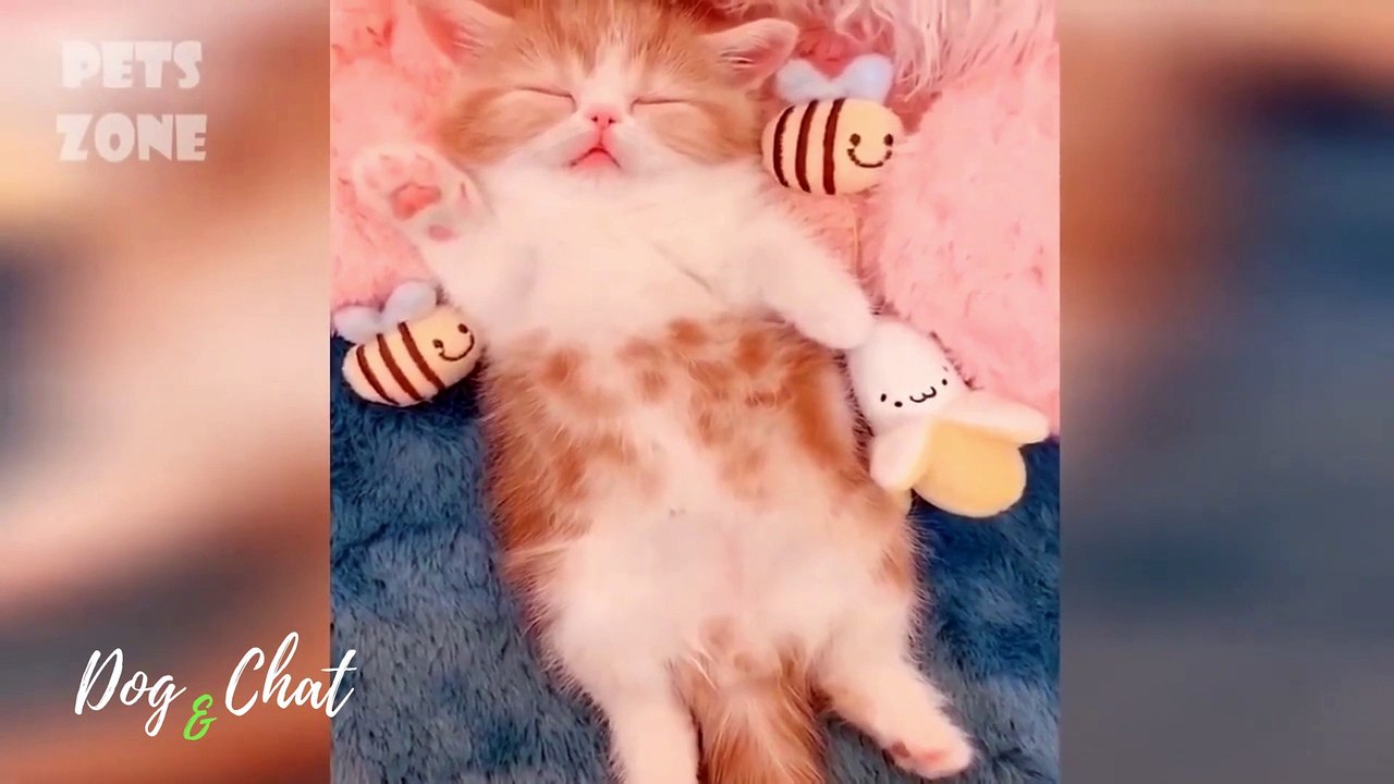 MDR-CHIENS ET CHATS DRÔLES #3-FOU RIRE-DOG&CHAT