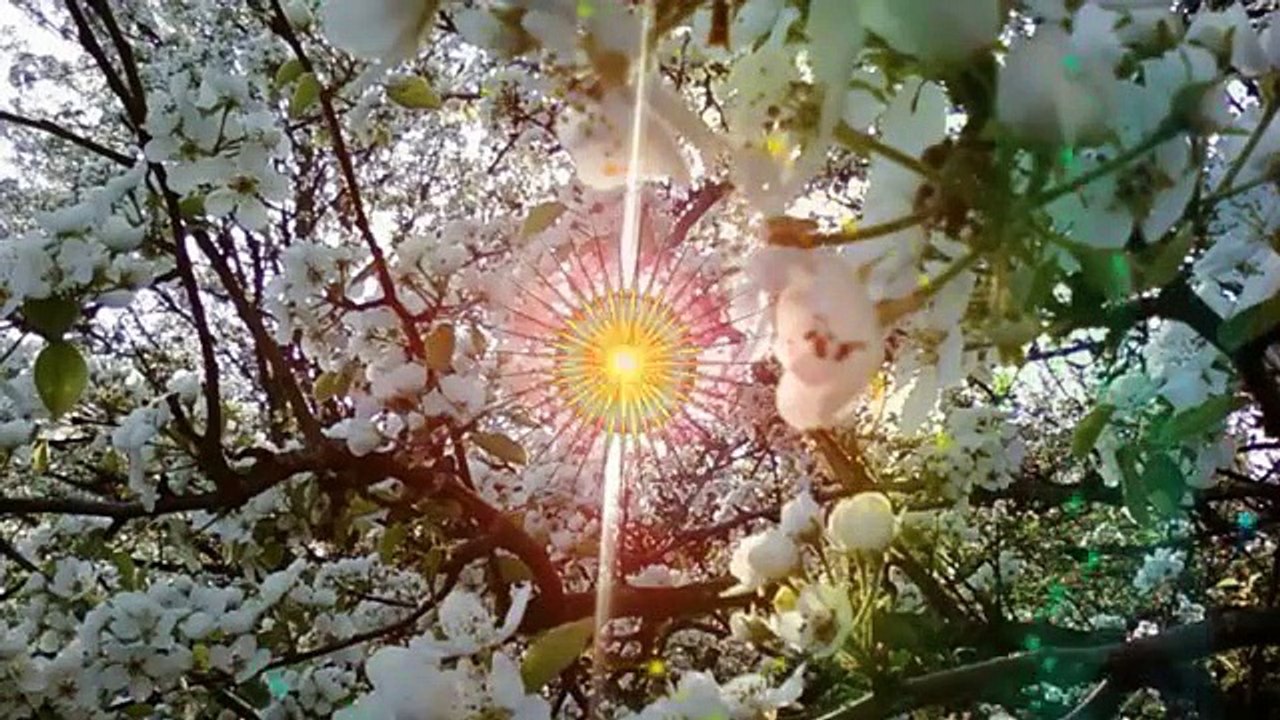 Вишня дикая. Скороспелая любовь